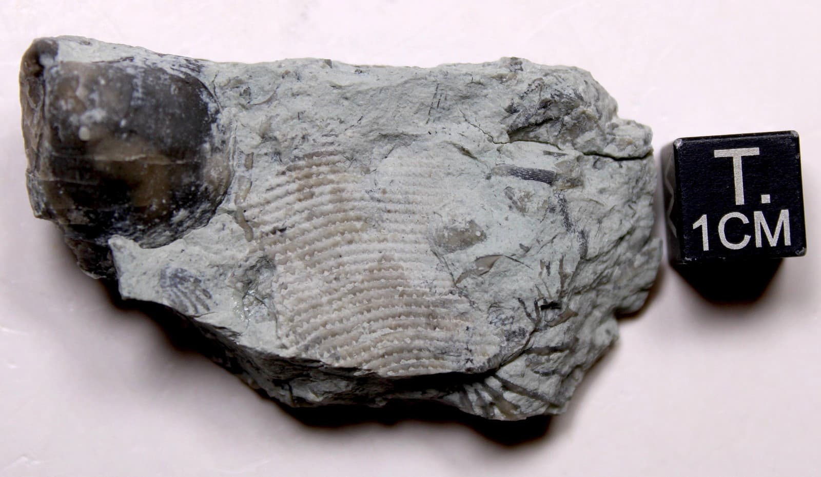 Rare Waldron Shale Conularia Fossil Indiana Silurian Conulariid 2