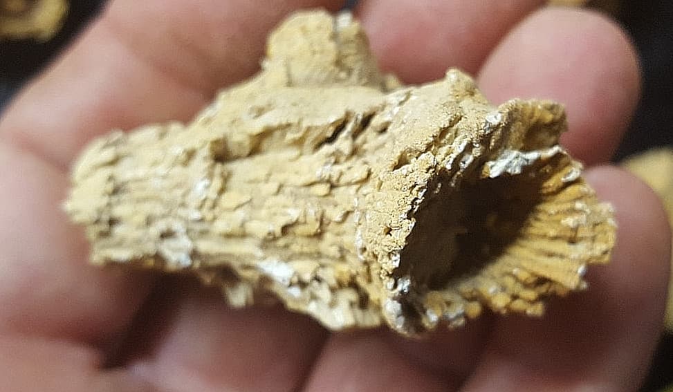 13 Horn Coral Fossils Cheatam Co TN Specimens 6