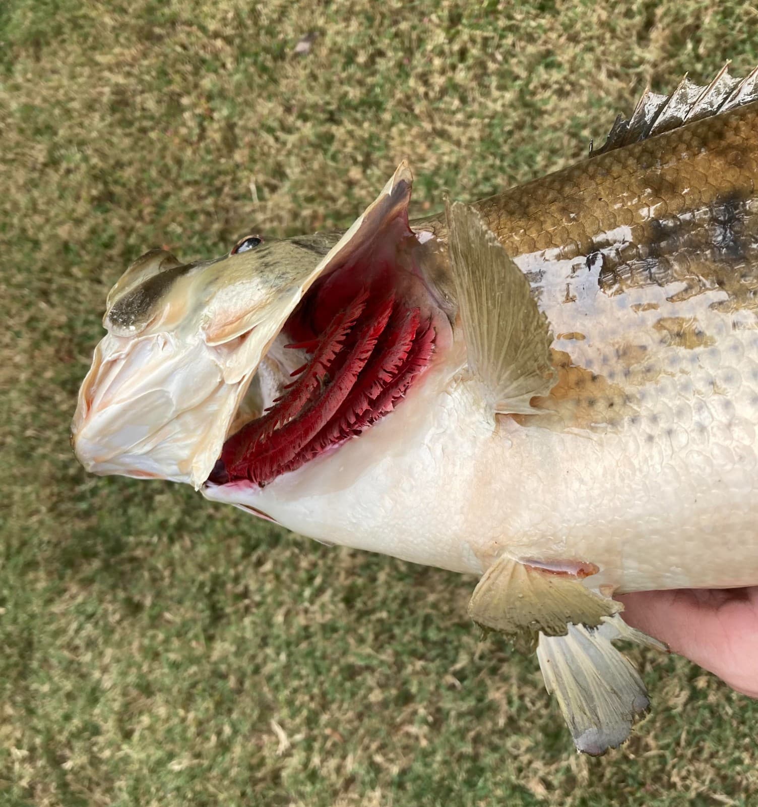 18" Largemouth Bass Taxidermy Fish Real Skin Mount !!  4