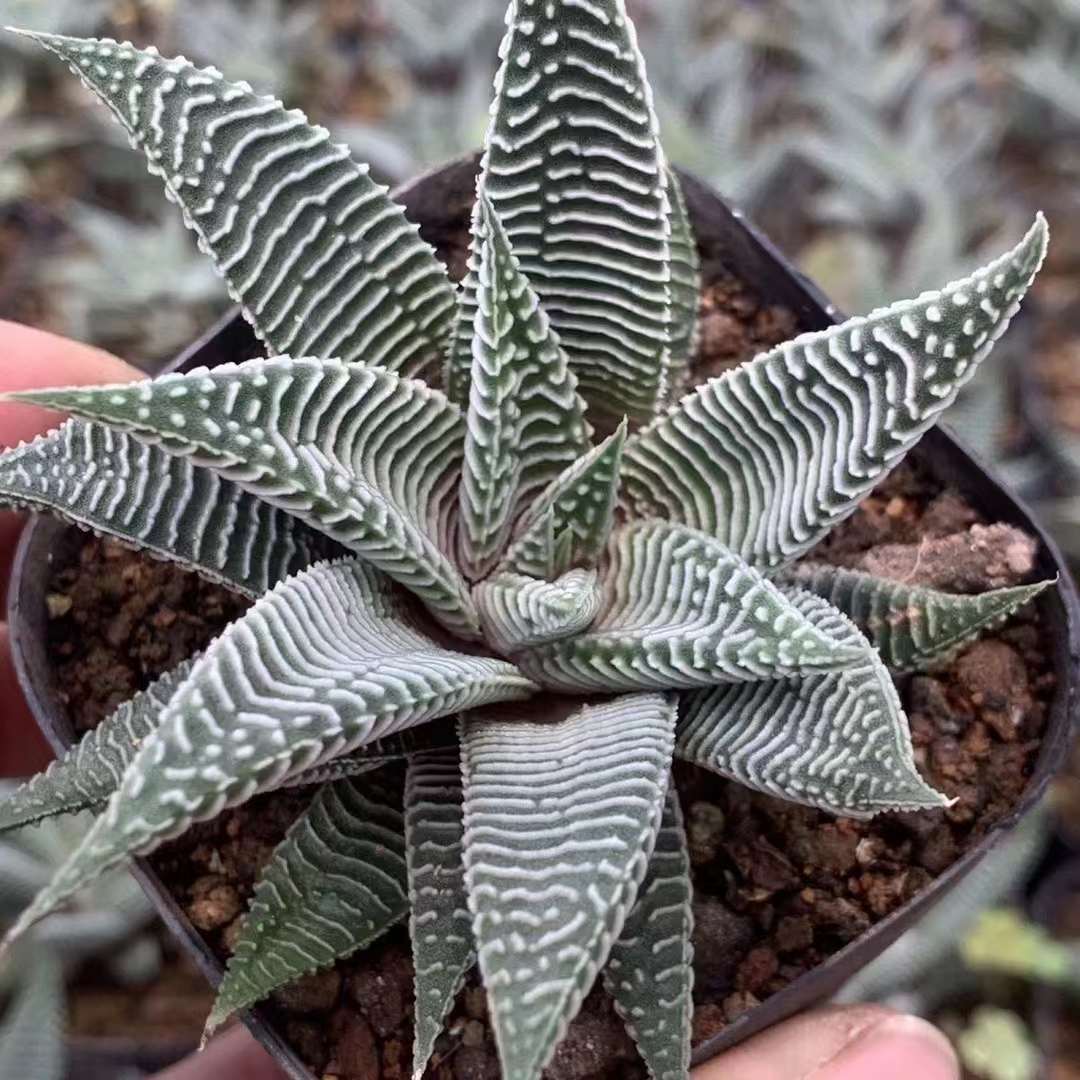 Haworthia limifulia var striata Rareexotic succulent plant aloe garden 5-7CM 2