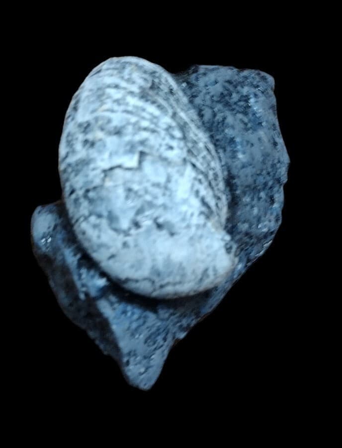 Crepidula  Fossil Replica ( Mid Miocene Mollusc)  Newportian Stage Astoria Fm. 2