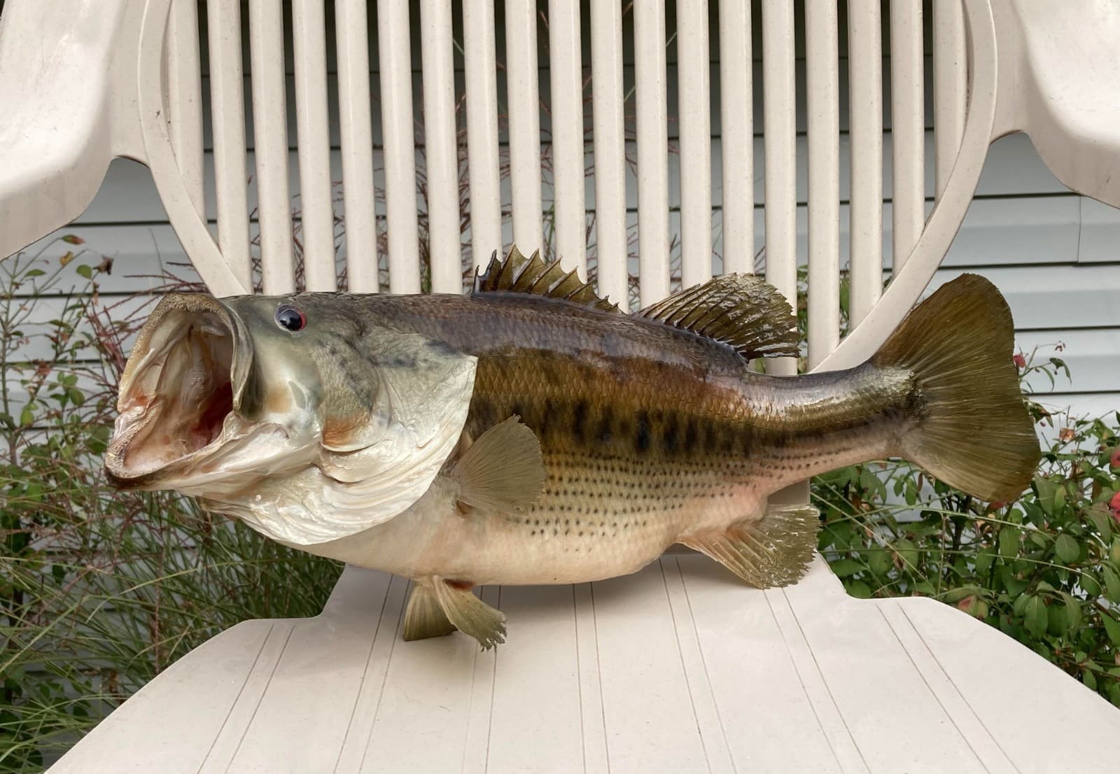 18" Largemouth Bass Taxidermy Fish Real Skin Mount !! 