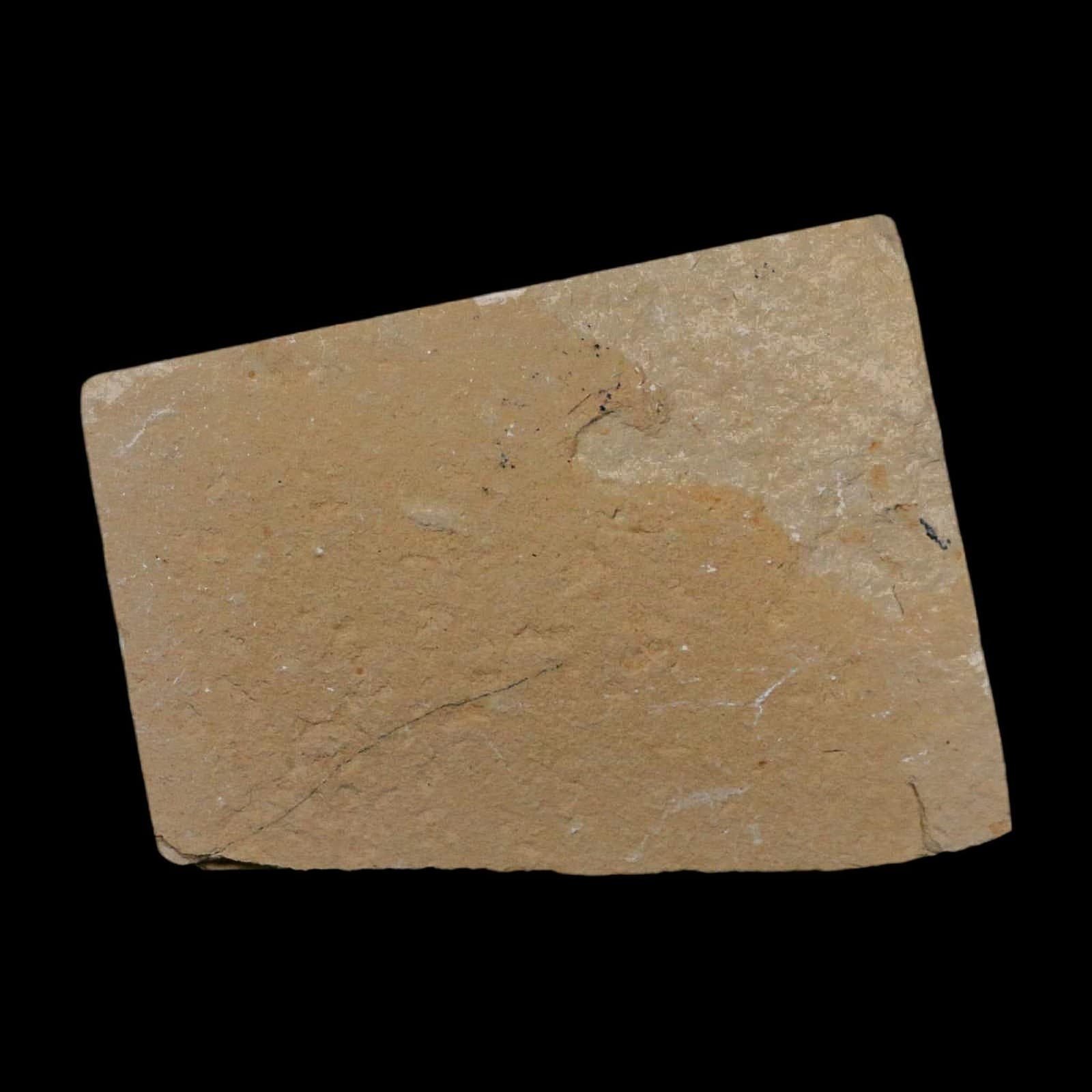 3 Three Fossil Shrimp Carpopenaeus Cretaceous Age 100 Mil Yrs Old Lebanon COA 6