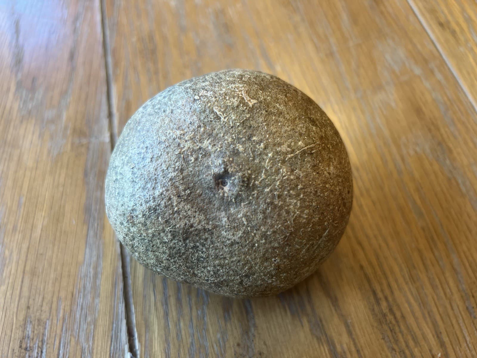 Aquarium Botanical Sampler Lot Indian Almond Leaves Cocoa Bael Lotus Pod Coconut 4