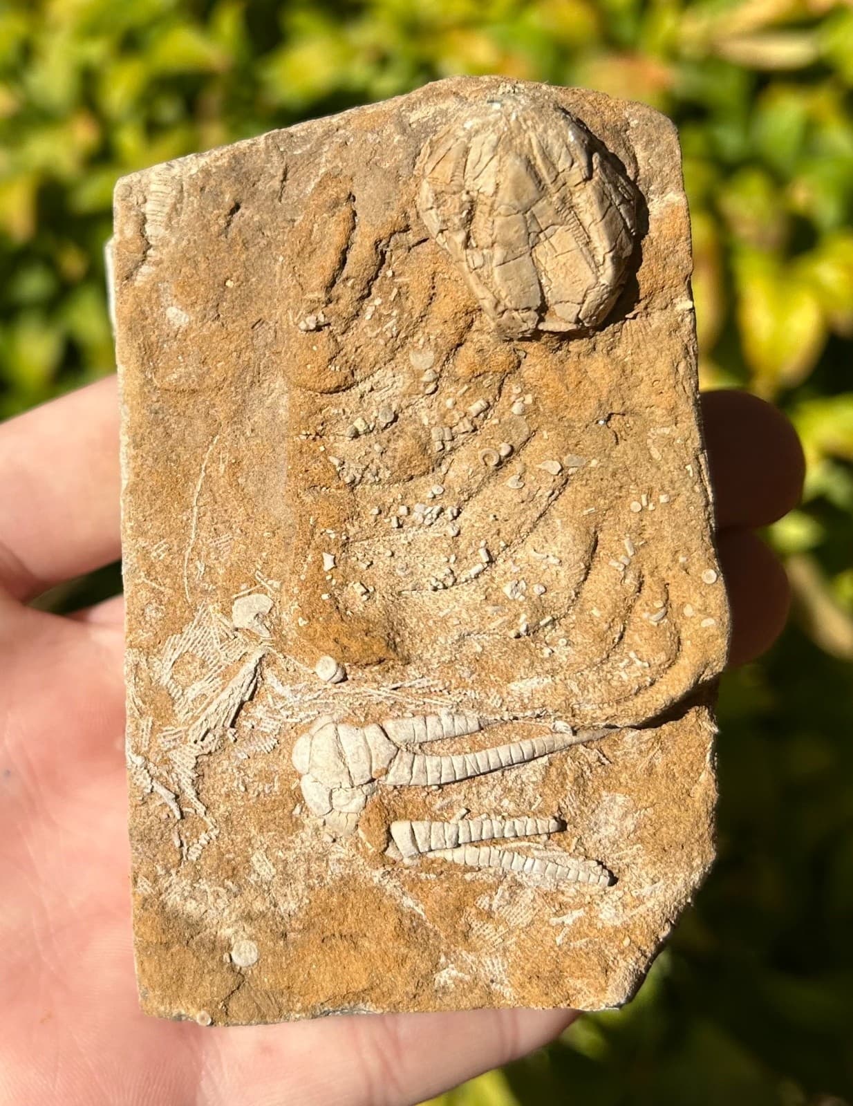 Fossil Crinoid and Blastoid in Matrix Cymbiocrinus Pentremites Alabama 3