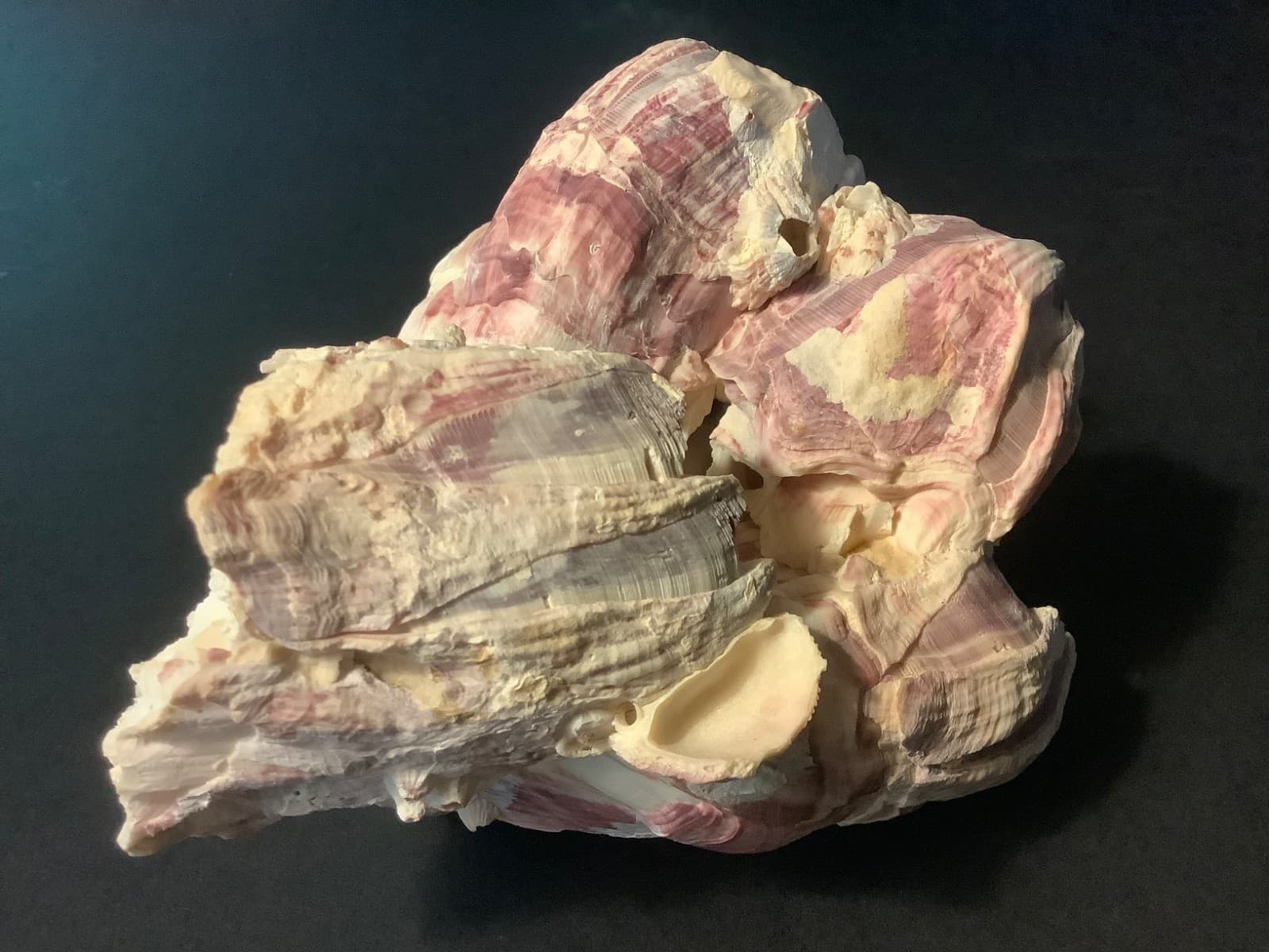 GENUINE NATURAL PURPLE & PINK BARNACLE CLUSTER 5-1/2” X 5-1/2” X 3-3/4”  #2 5