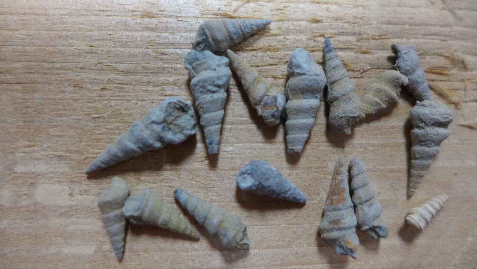 GEOLOGICAL ENTERPRISES Pennsylvanian fossil gastropods Pseudozygopleura sp lot 2