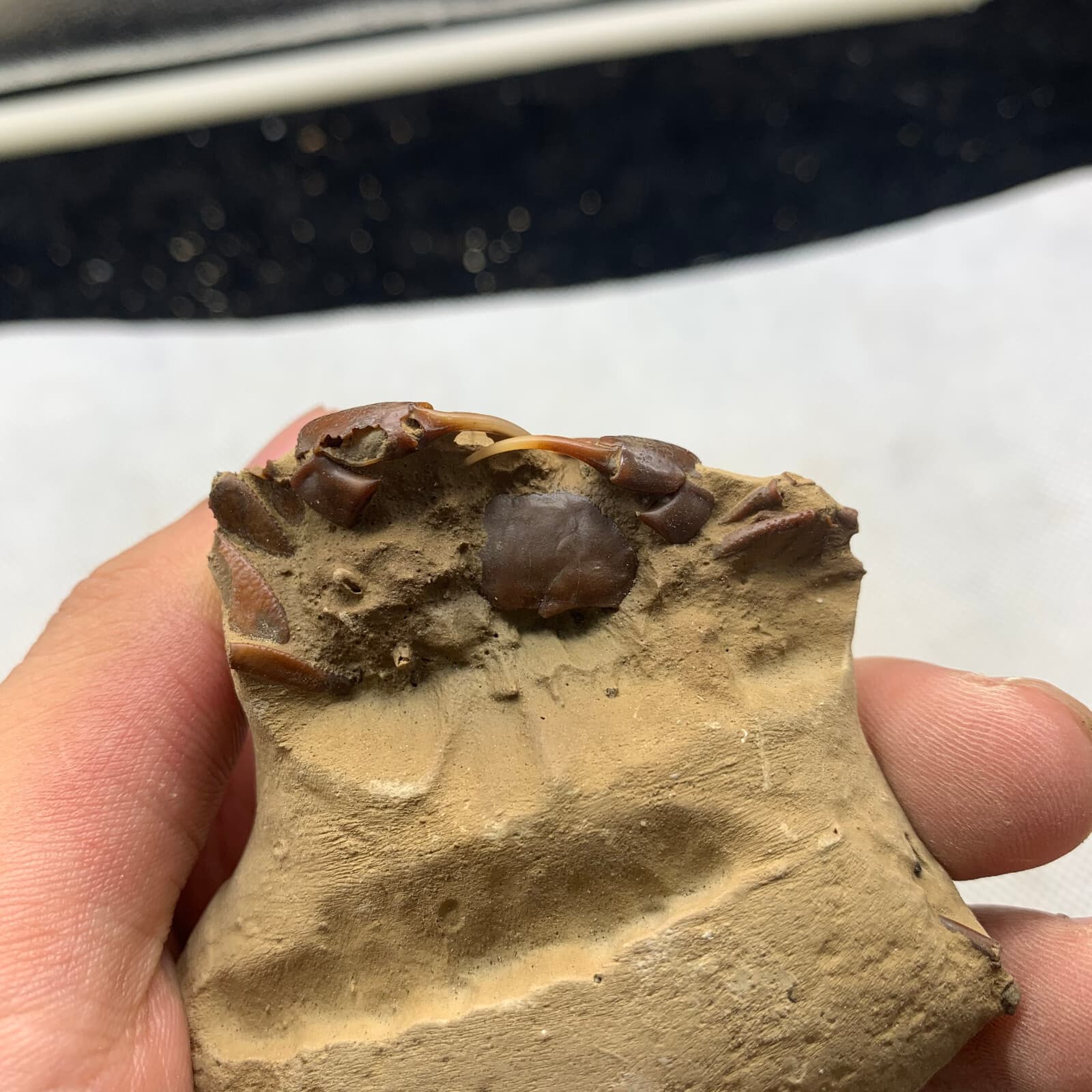 Jurassic Period Perfect Crab Fossil Dinosaur Age 2