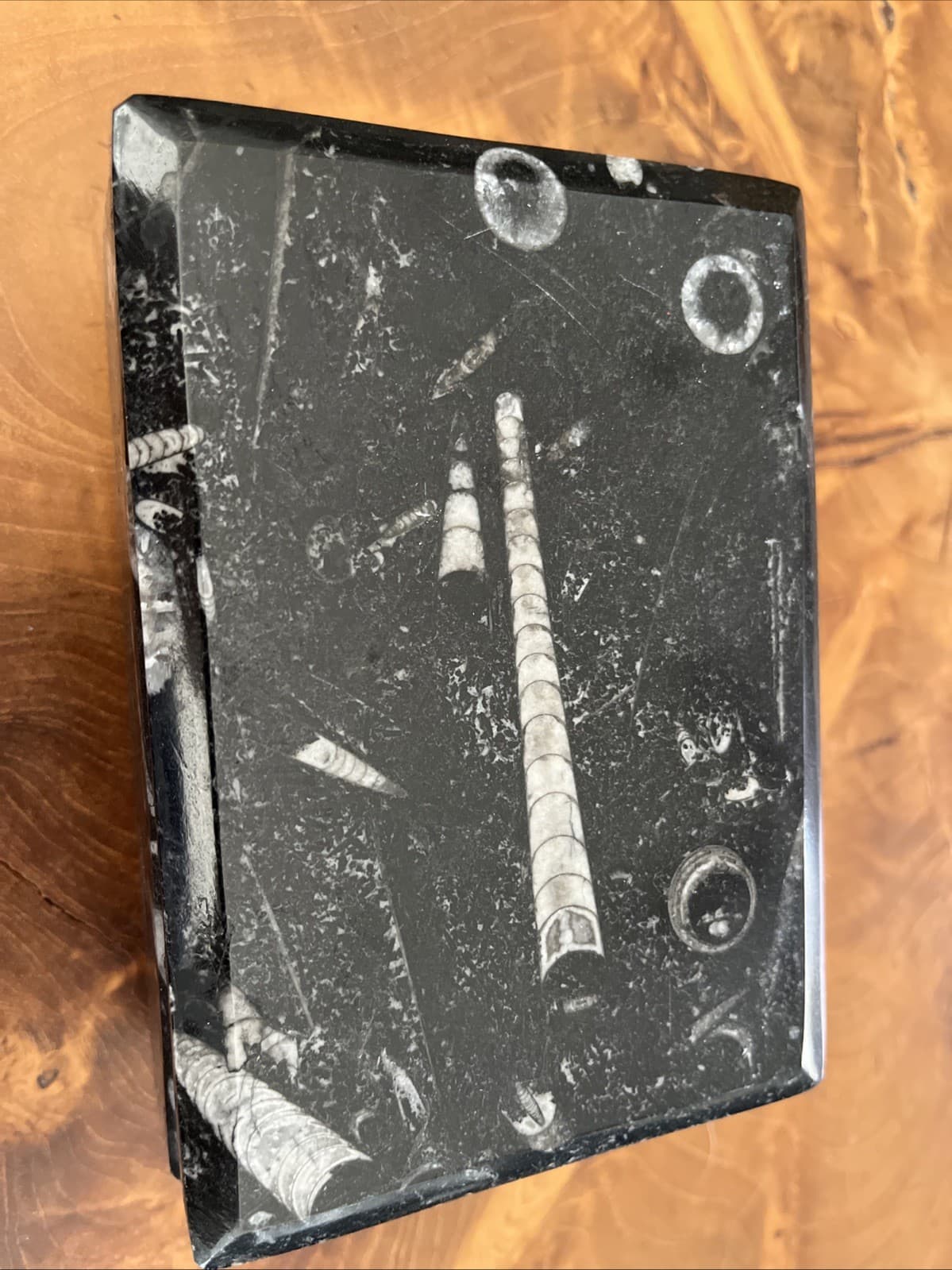 Display Box with 400 Million Years ORTHOCERAS and Ammonite Shell Fossils 2