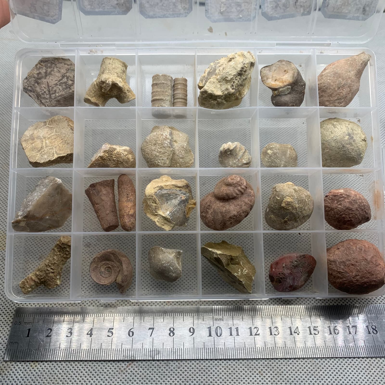 24 fossil specimens from China 4