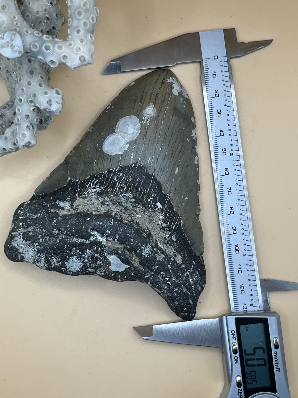 5” Meg Tooth, Diver Found NC From Prehistoric Shark!