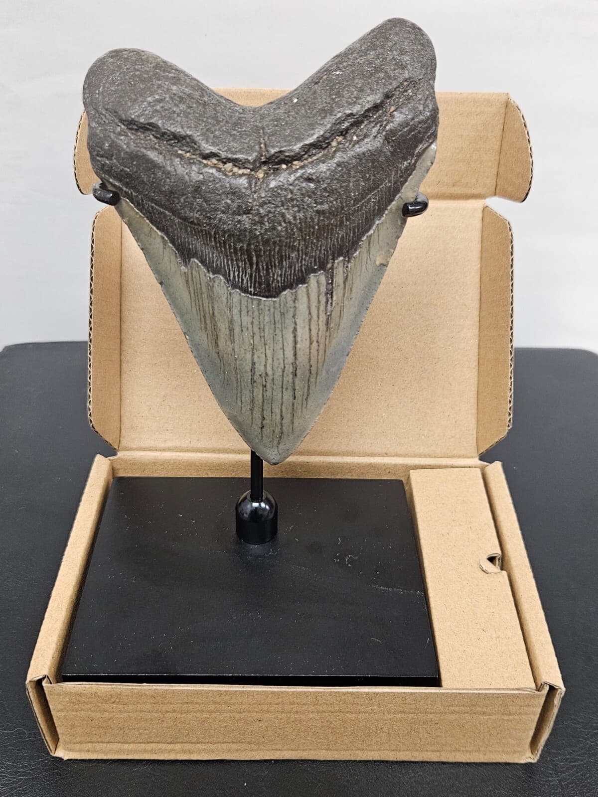 TOP SELLER! Black Megalodon Display Stand shark teeth fossil TOOTH NOT INCLUDED 4