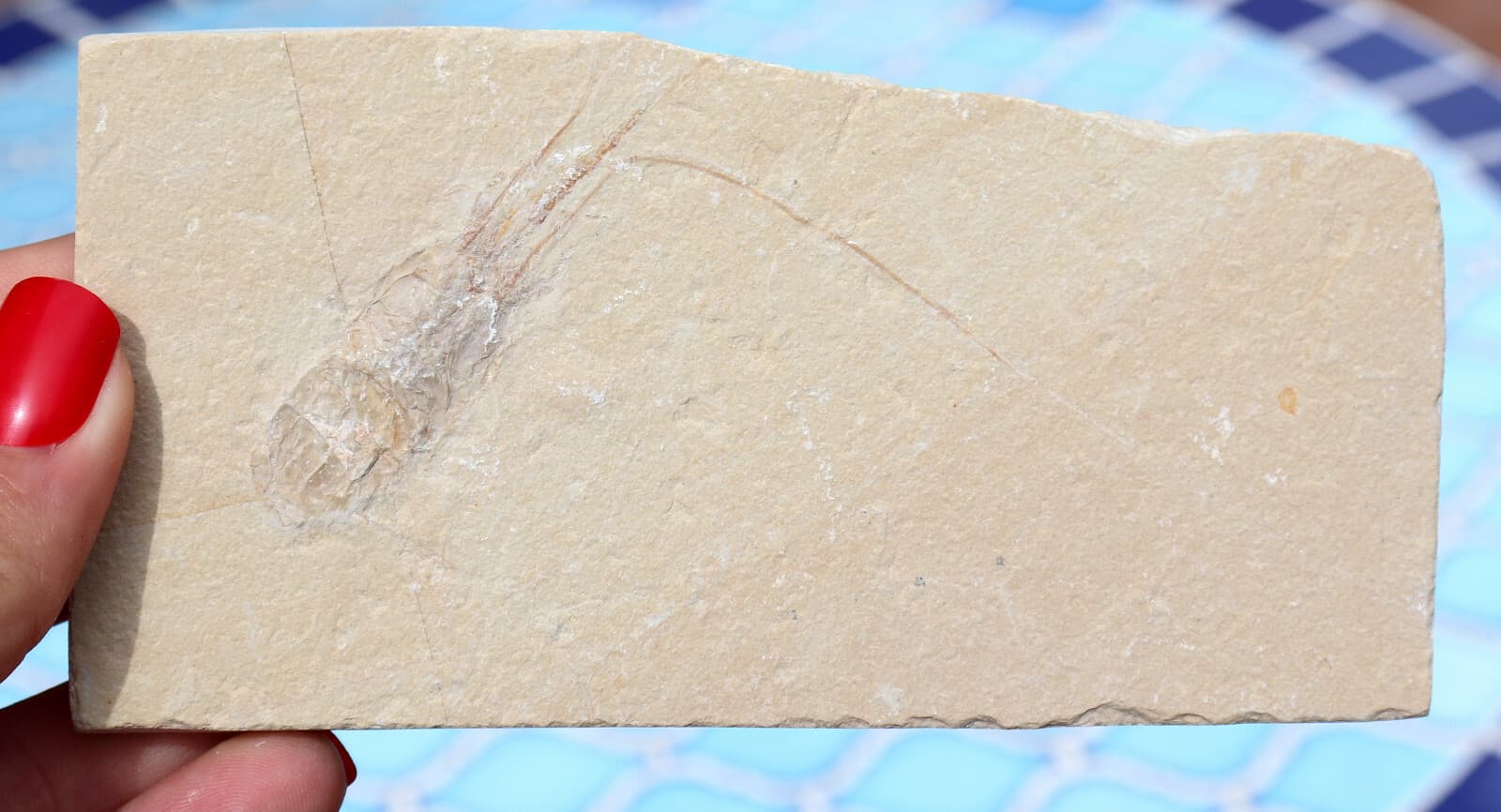 Fossil Shrimp From Solnhofen Germany 12.9 Cm's  Well Preserved History  Jurassic 6