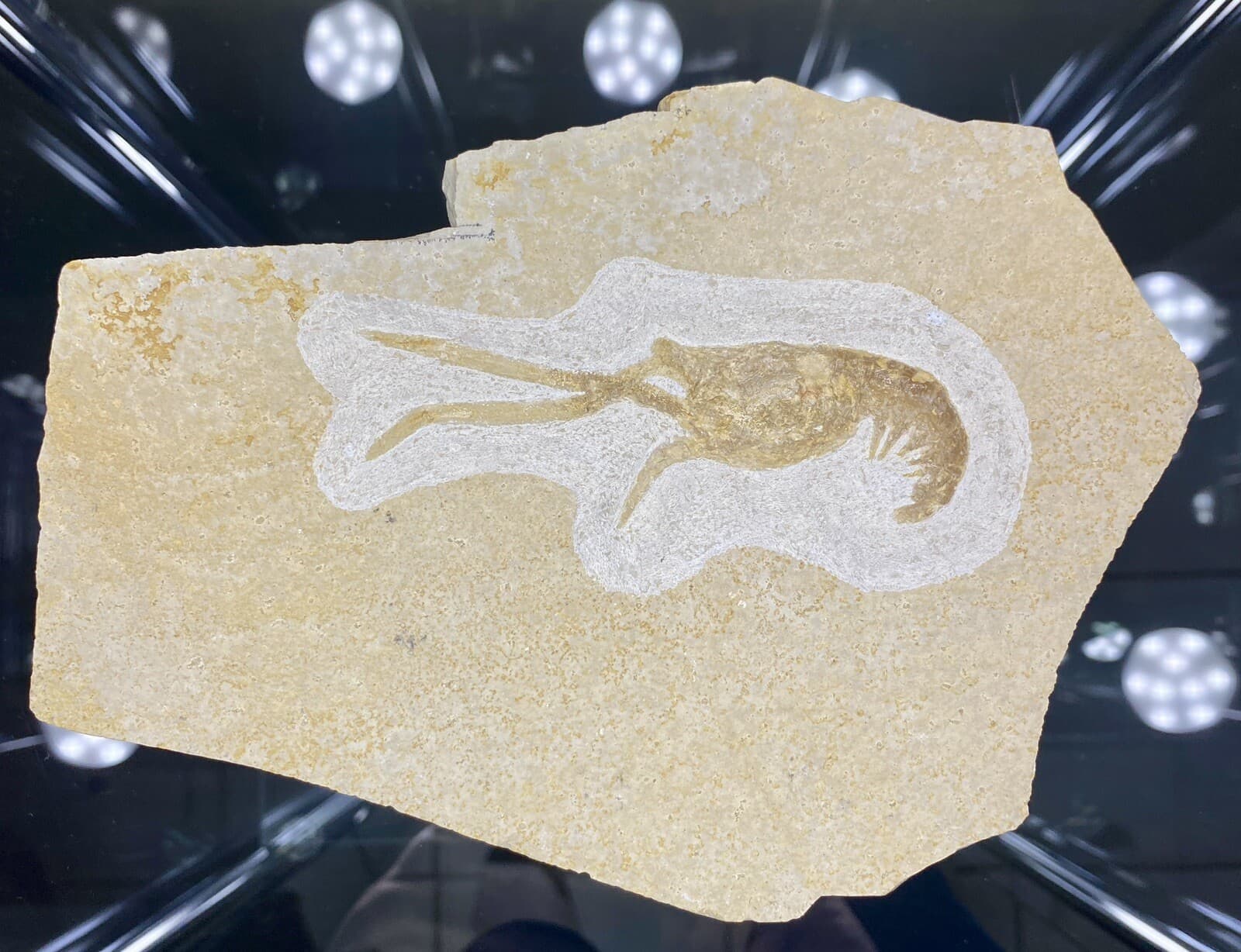 LARGE Jurassic Shrimp Fossil Mecochirus Longimanatus Solnhofen Eichstatt Germany 4