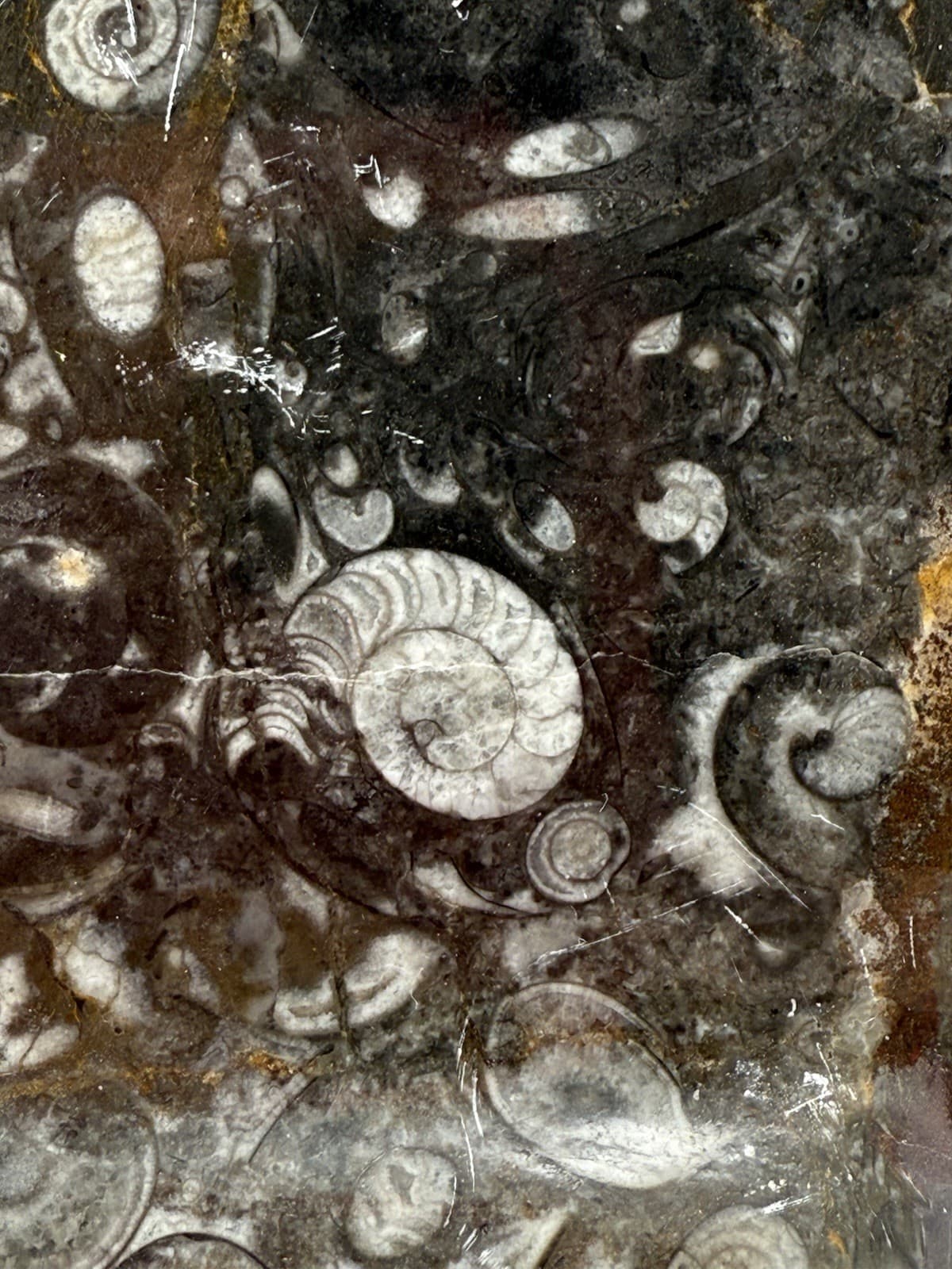 11.5”x9” Hand Carved Fossil Plate Orthoceras & Ammonite Fossil 400 Mil Yrs. 4