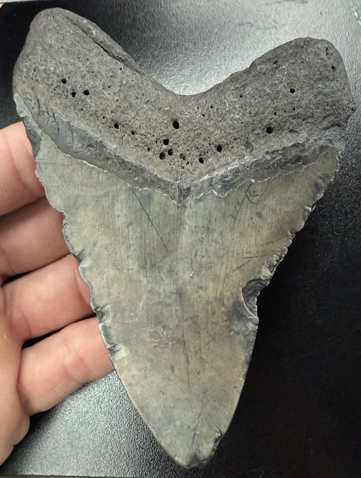 Fossilized Megalodon Shark  Tooth, 5.14” 2