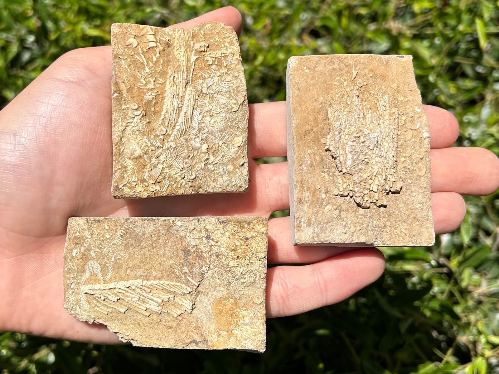 Crinoid Fossils in Matrix LOT OF 3 Alabama Bangor Limestone Formation