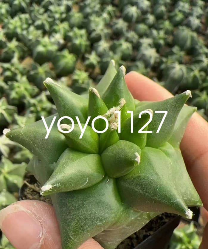 Astrophytum myriostygma 'Kikko' Seedgrown Raresuculents plants 5-7CM 2