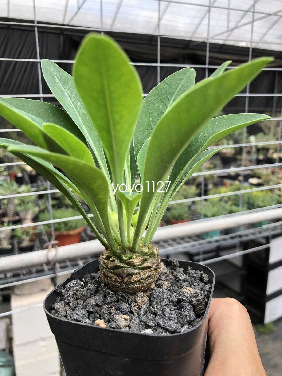 3CM RareSucculent Cactus  Plant Euphorbia Bupleurifolia Jacq Cactaceae 3