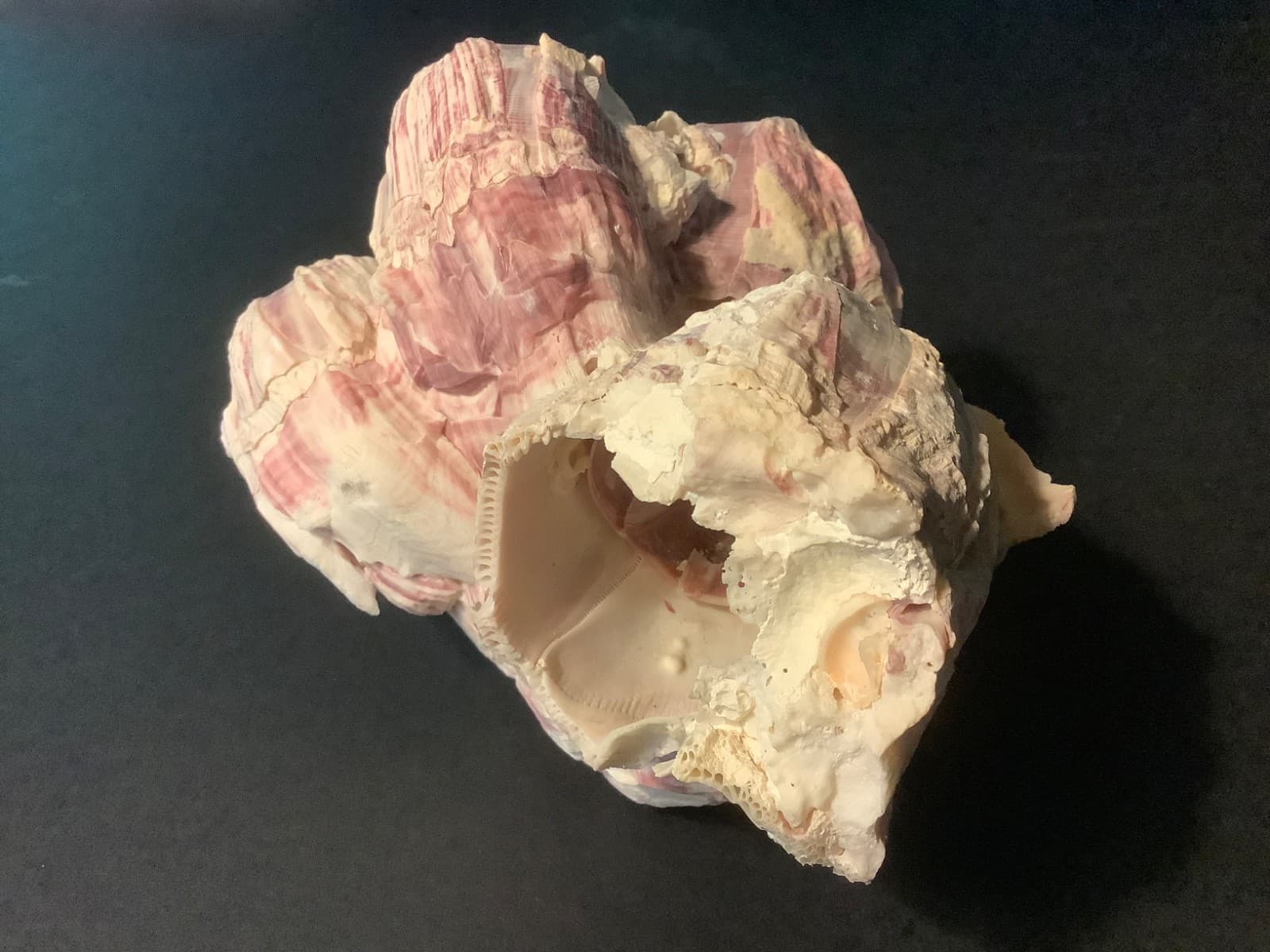 GENUINE NATURAL PURPLE & PINK BARNACLE CLUSTER 5-1/2” X 5-1/2” X 3-3/4”  #2 6