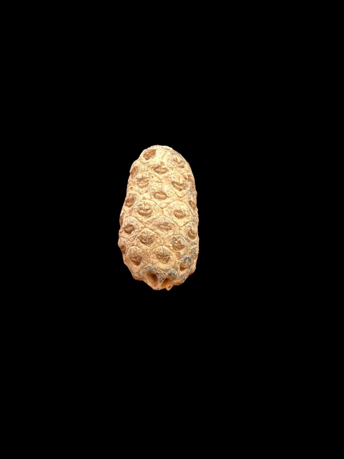 Lovely Moroccan Pine Cone Fossil: Unique Natural Treasure from the Past - Fossil 2