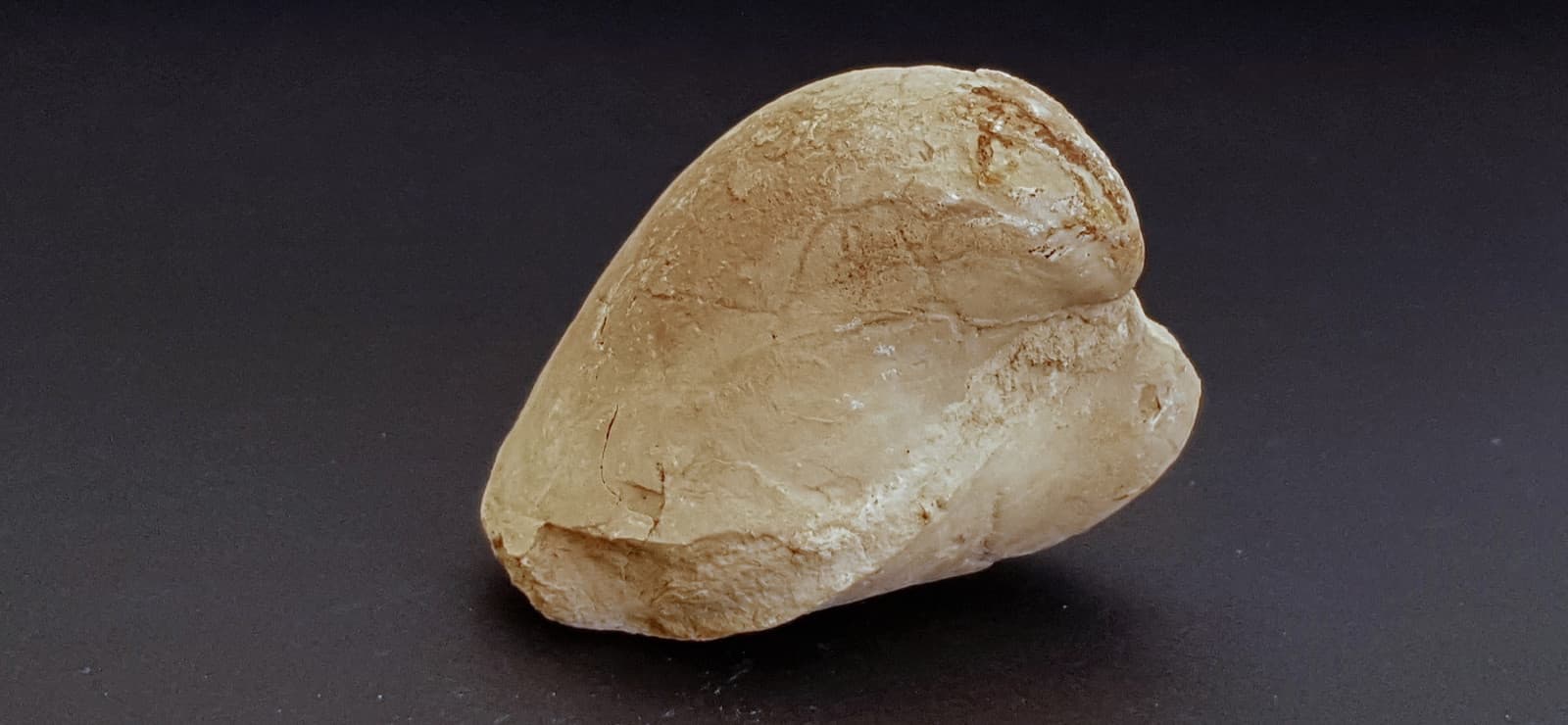 TETHYS OCEAN Fossil Shell or Impression Triassic-Jurassic-Cretaceous-Oligocene 3