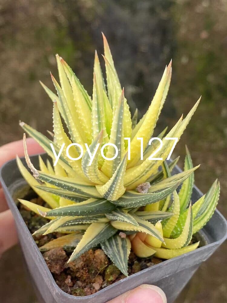 Succulent plant Haworthia coarctata Haw. \'Variegata\' Home Multiple heads Plant 3