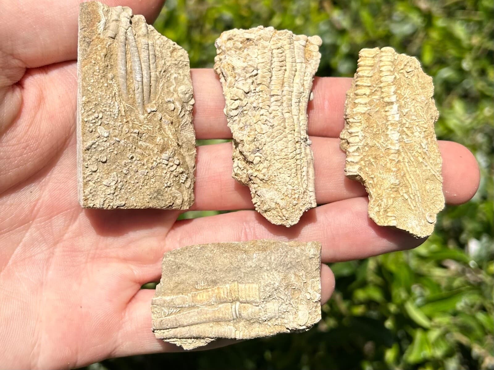Crinoid Fossils LOT OF 4 Alabama Bangor Limestone Formation 4