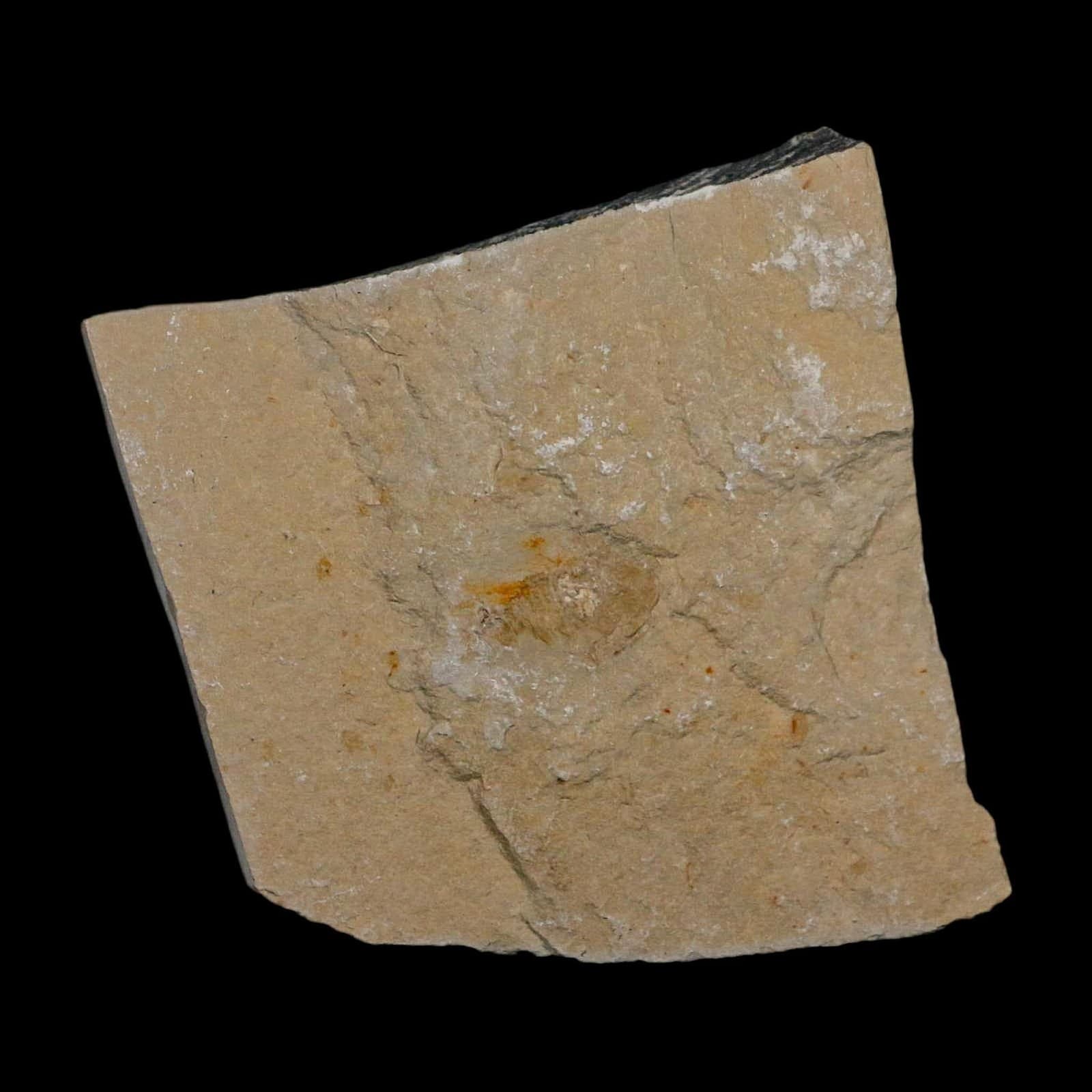 2 Two Fossil Shrimp Carpopenaeus Cretaceous Age 100 Mil Yrs Old Lebanon COA 6