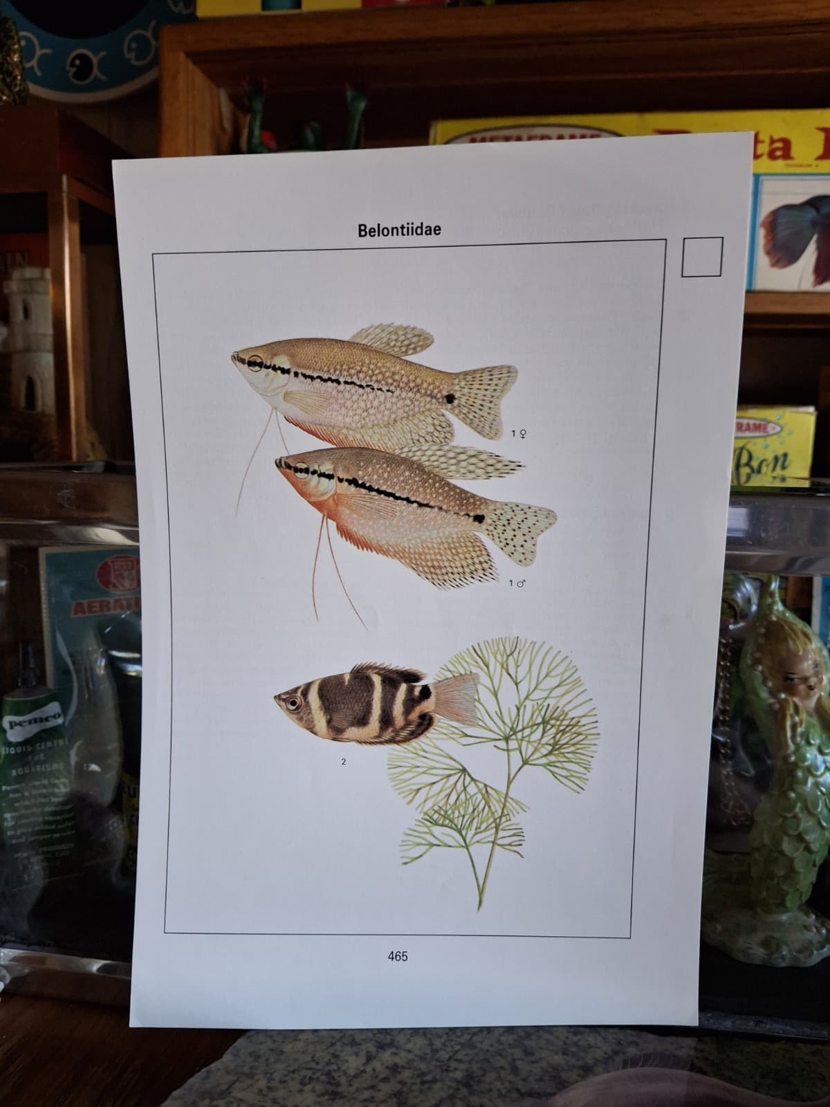 Vintage Old Aquarium Pet Tropical Fish 8" × 10" Pearl & Chocolate Gourami Print 2