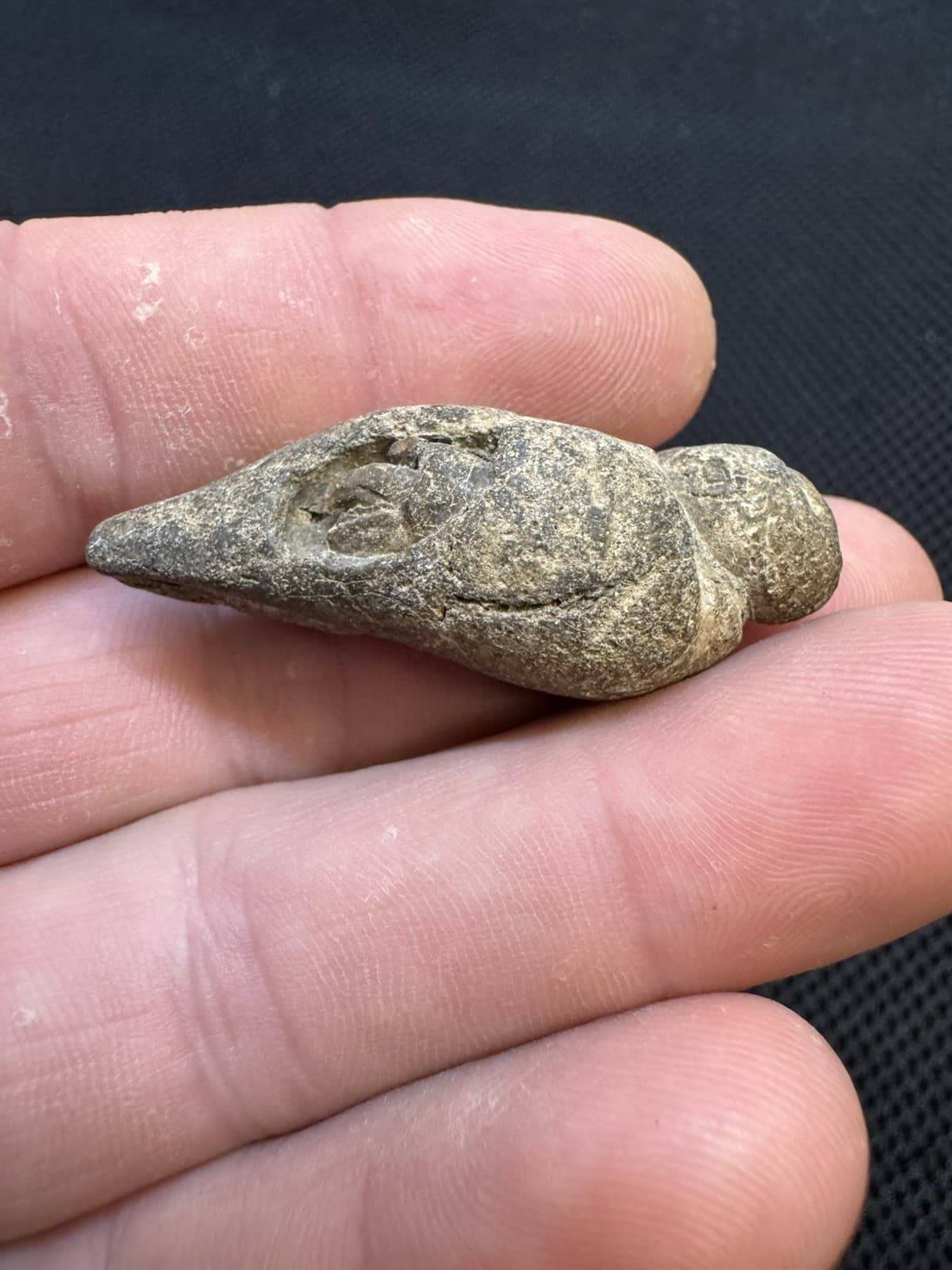 Cretaceous Period Fossil Hermit Crab From North Mississippi 5