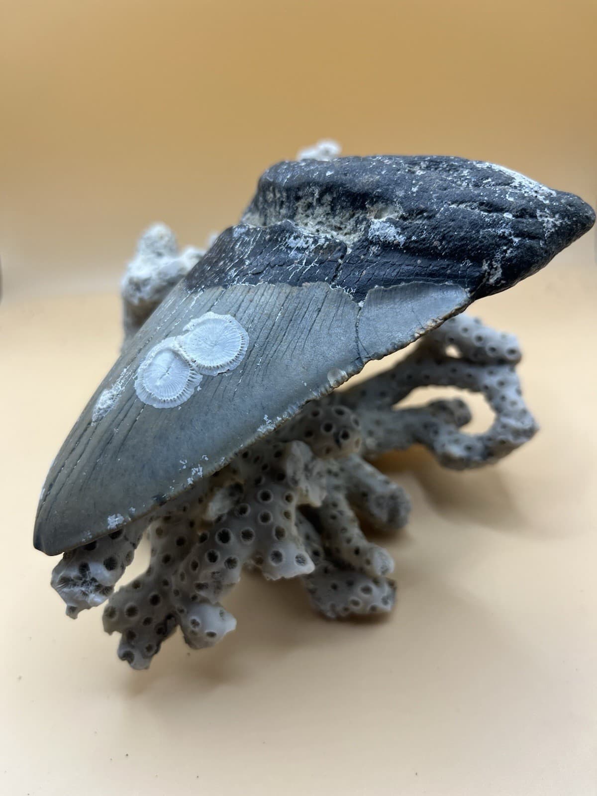 5” Meg Tooth, Diver Found NC From Prehistoric Shark! 3