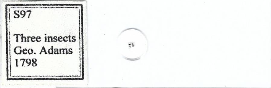 Three Insects Geo. Adams 1798 Microphotograph Microscope Slide 2