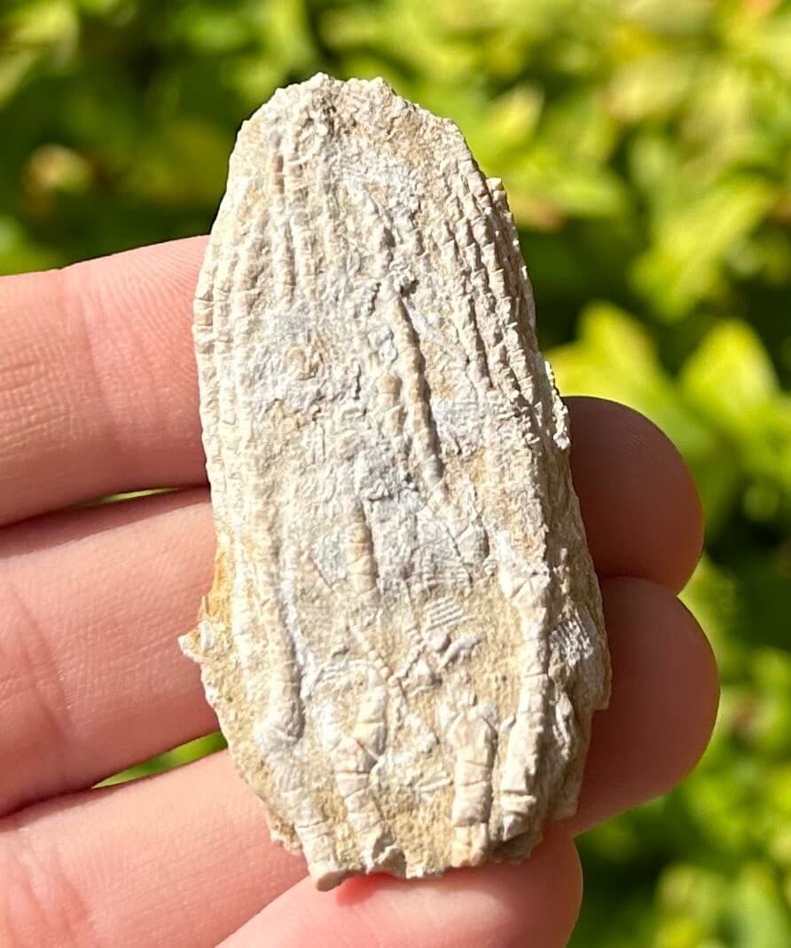 Alabama Fossil Crinoid Aphelecrinus randolphensis Bangor Limestone Formation 4