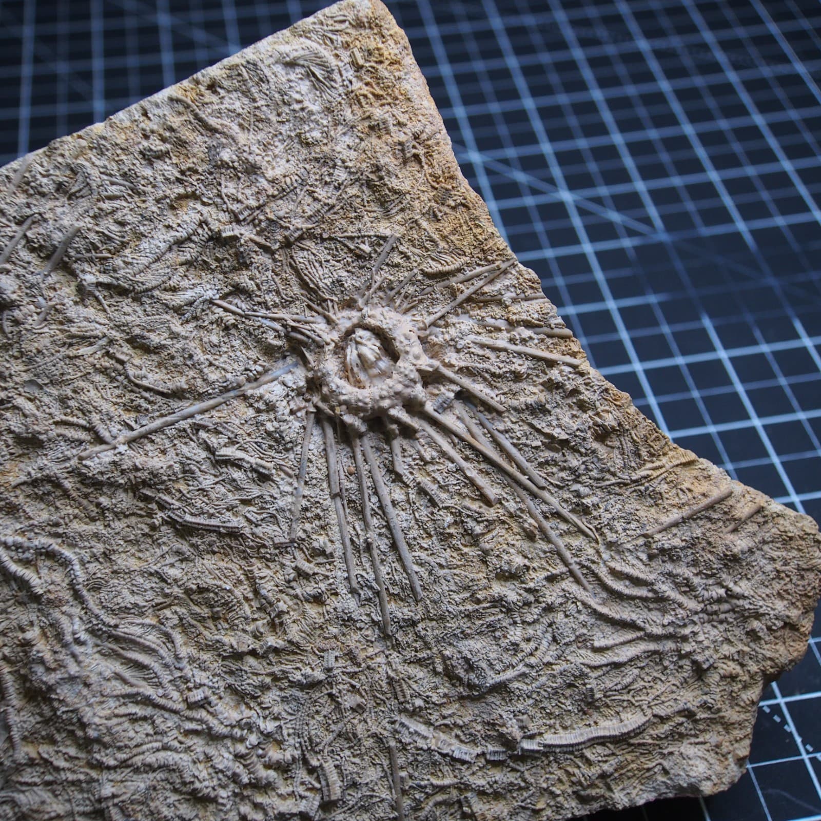 1.1kg Sea urchin Acrosalenia hemicidaroides Crinoid France Jurassic Fossil 6