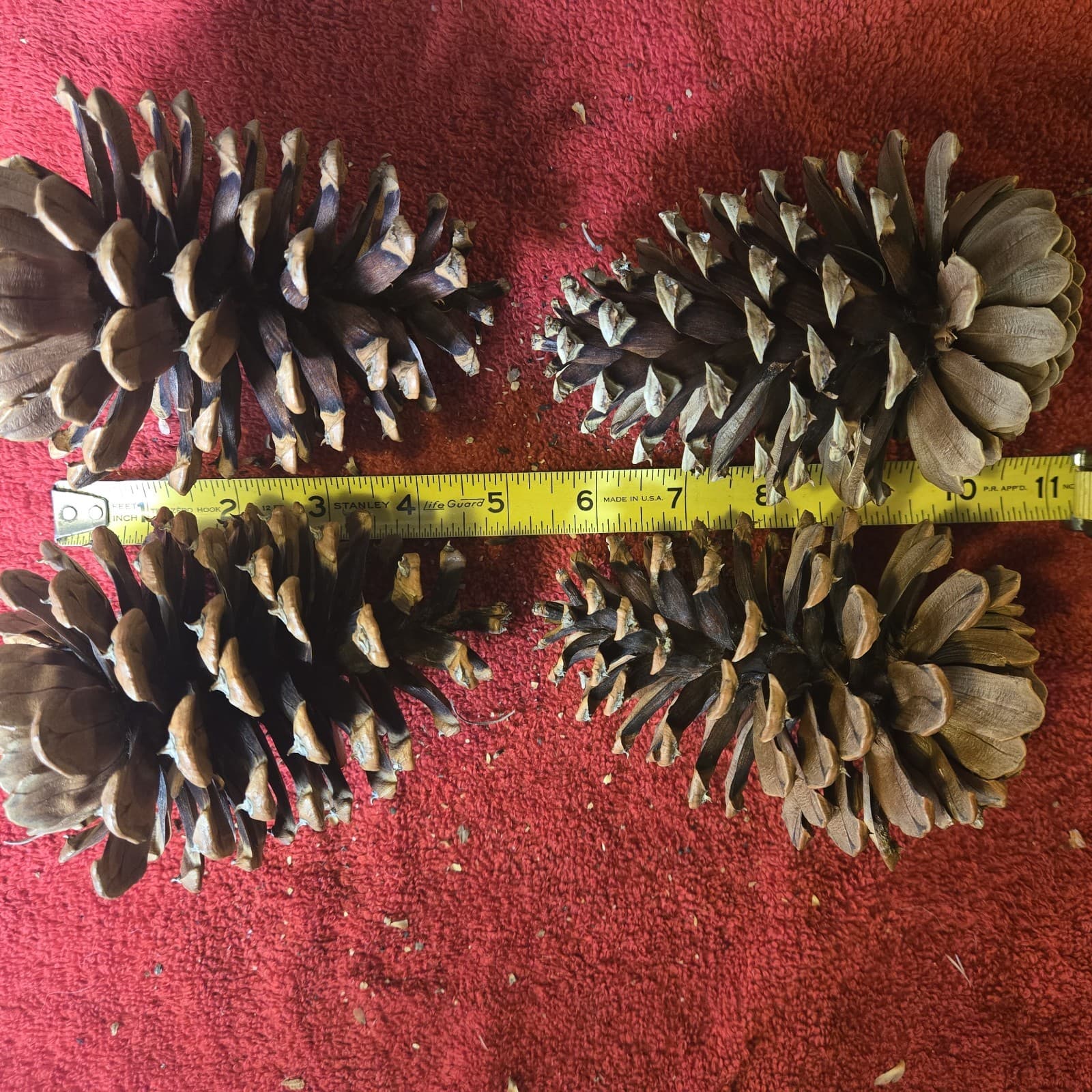 4 Nice Big Ponderosa Pinecones Over 5 Inches Washed And Oven Dried. 6 Ounces. 5