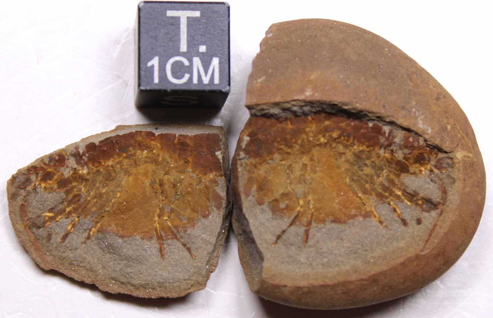 Mazon Creek Acanthotelson stimpsoni Syncarid Shrimp Fossil Carboniferous IL 3