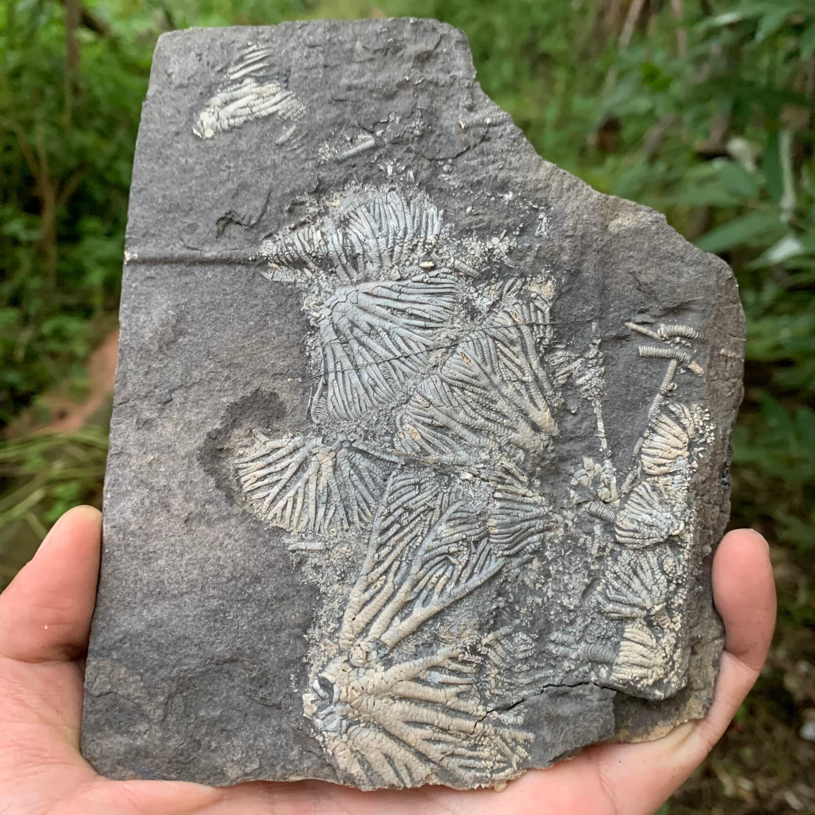 Fossils of crinoids from the prehistoric Jurassic biota of China 4