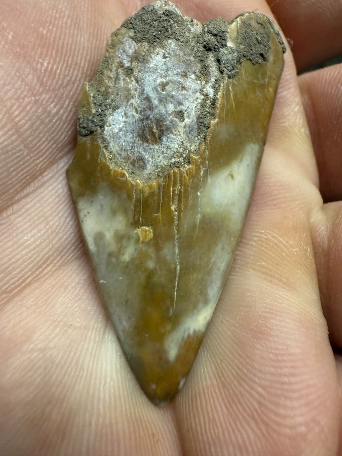 2” CREAMY CARAMEL MAKO Tooth Fossil Hastalis White Shark Teeth Megalodon Era S C 4