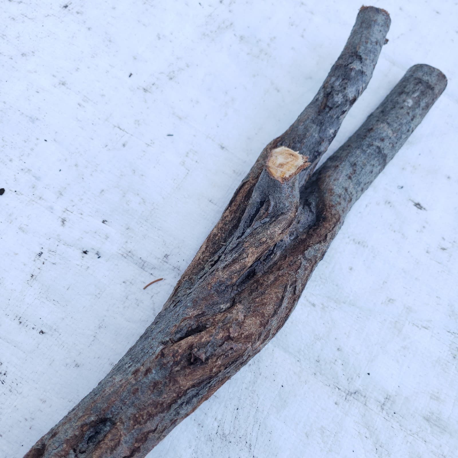 49" Diamond Willow Carving Wood Blank Walking Stick Trekking Staff 4