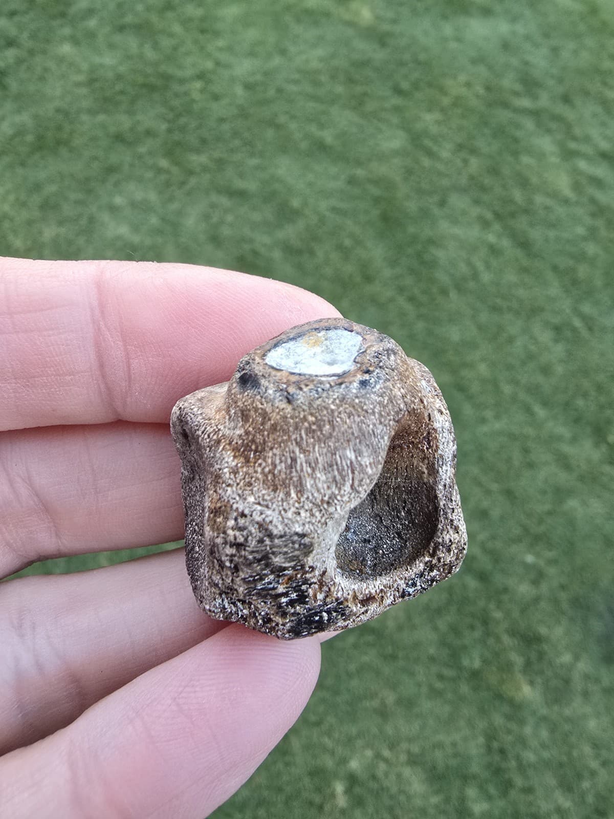 Mosasaur Dentary Jaw Section No Tooth  TX Jurassic Park Dinosaur Fossil 2