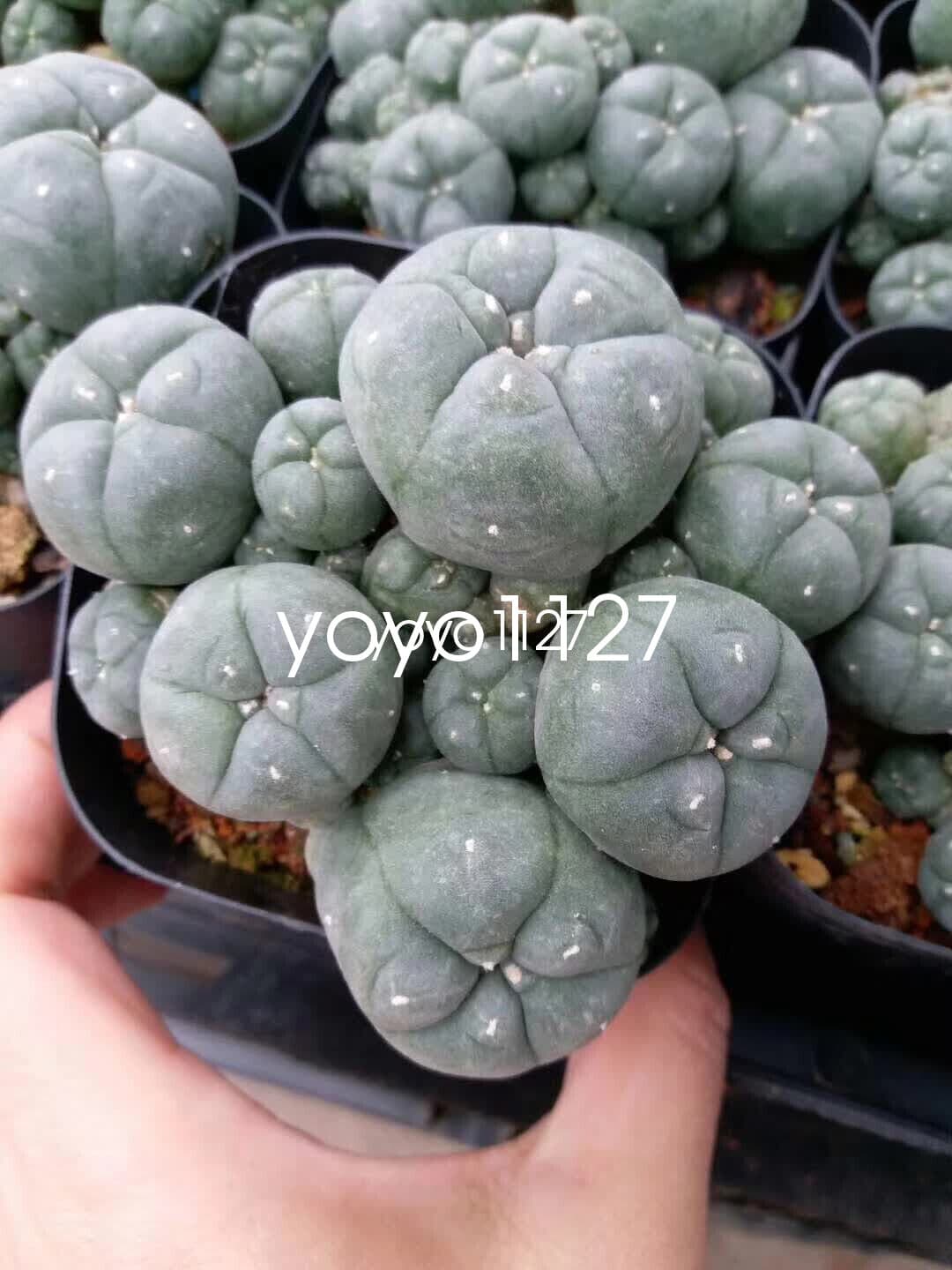 multi head succulent plant community 6-8cm Succulent Cactus LW seedgrowth 2