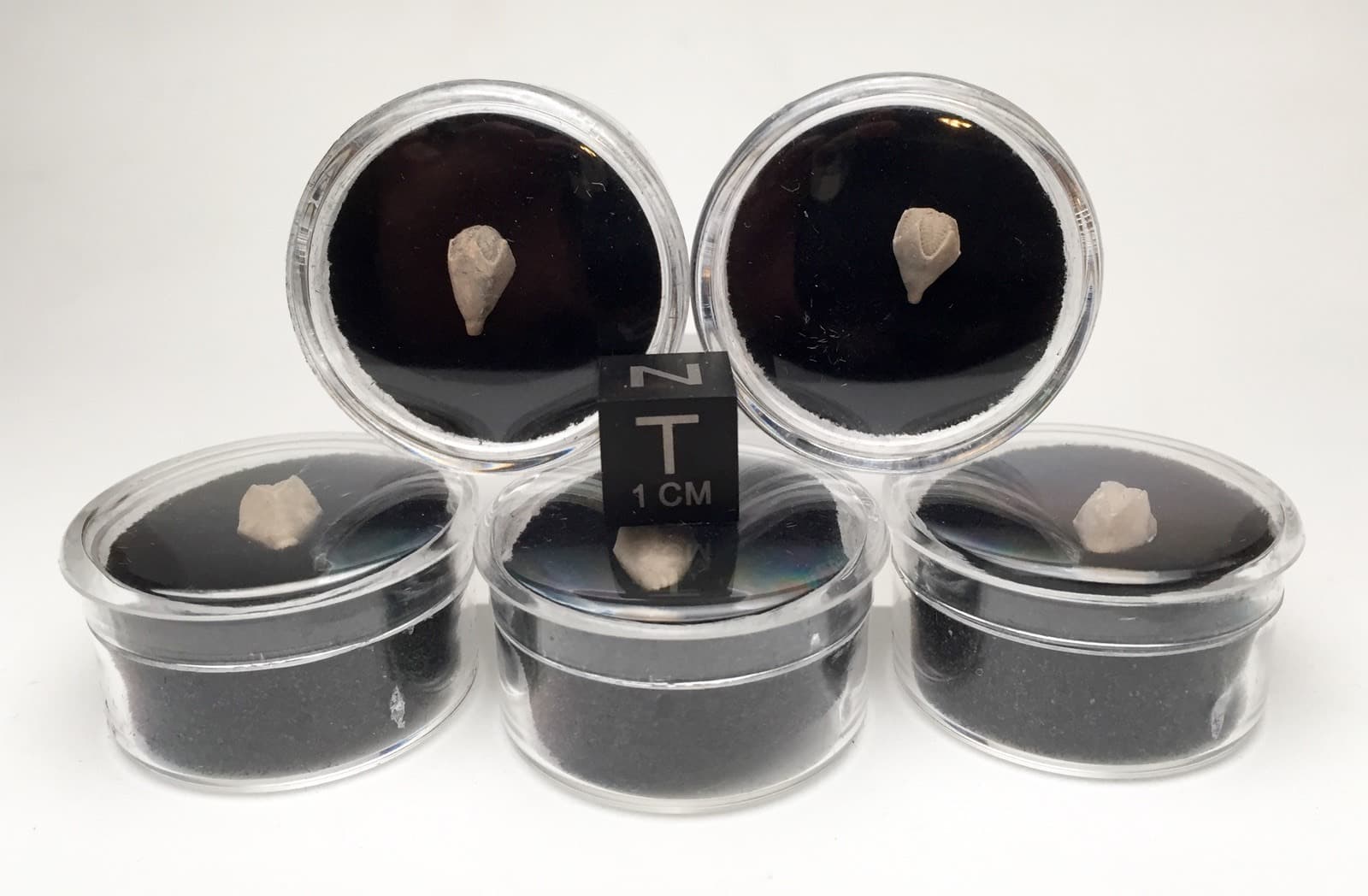 Blastoid Specimen NICE Fossil Sea Life Echinoderm Mineral INDIANA w/ ID card 4