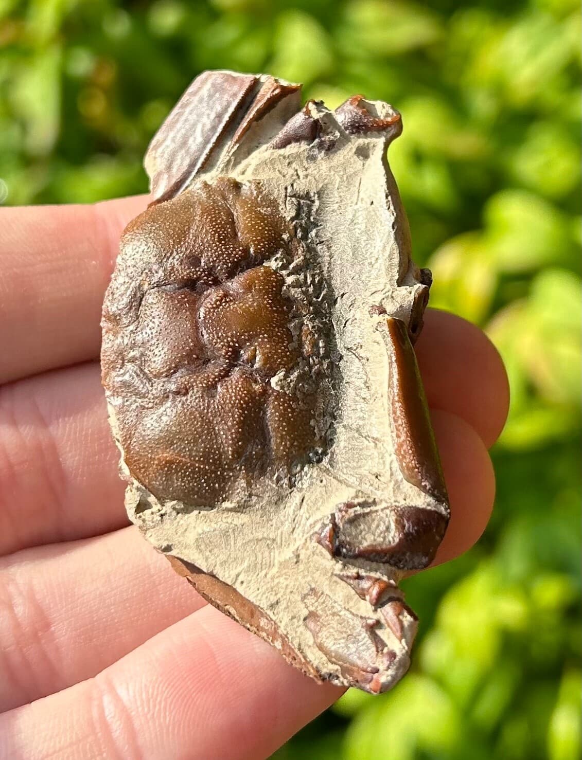 China Fossil Crab Rare Cenozoic Age Crustacean Chinese Fossils 3