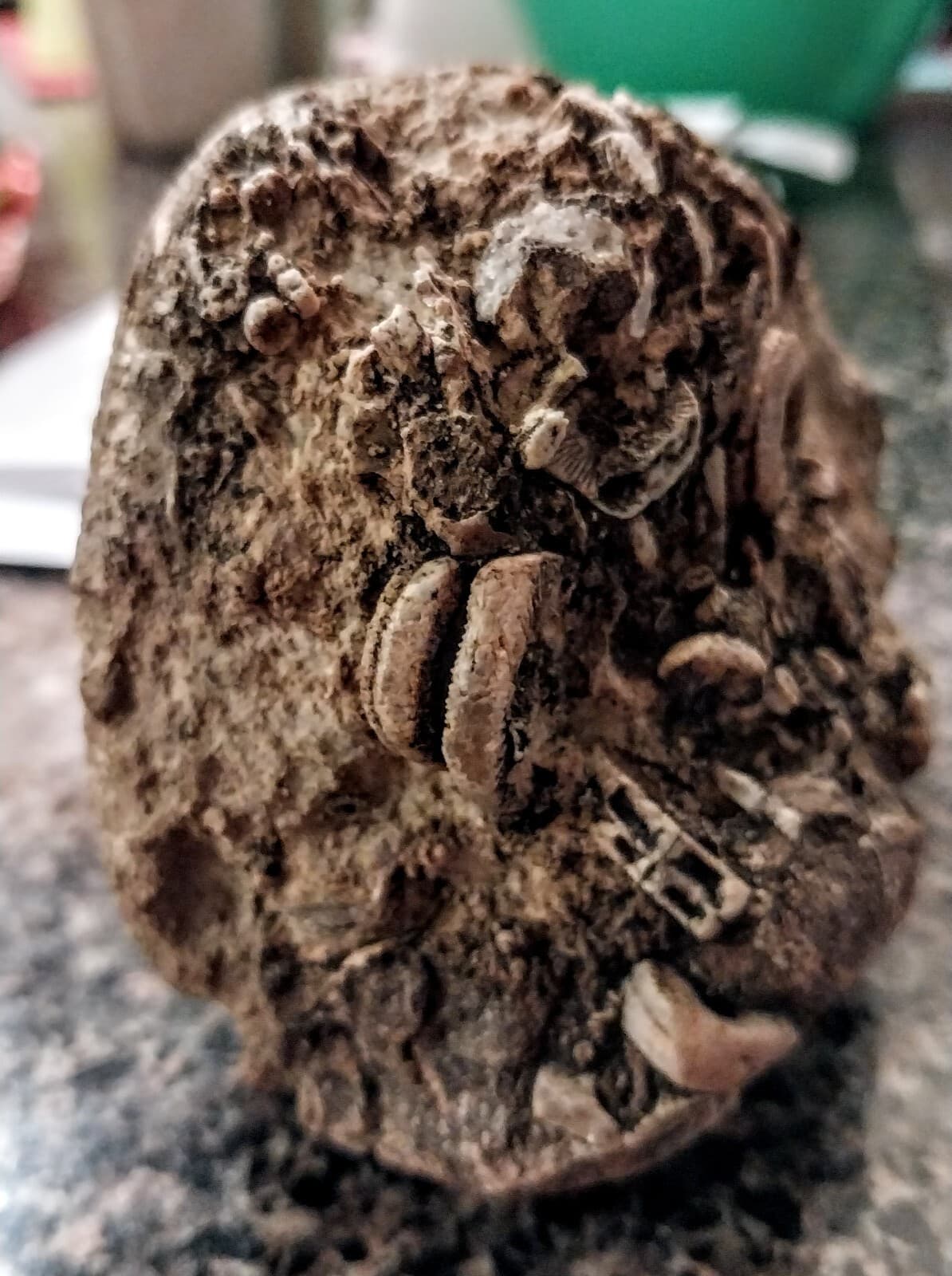 Crinoid Fossils, Carboniferous Period, Mohave County Arizona 4