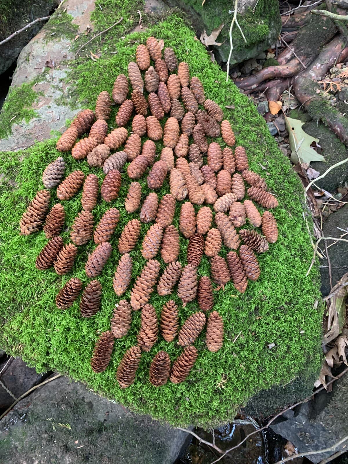 Spruce Cones, 100 count, Beautiful Brown, Not Weathered 3