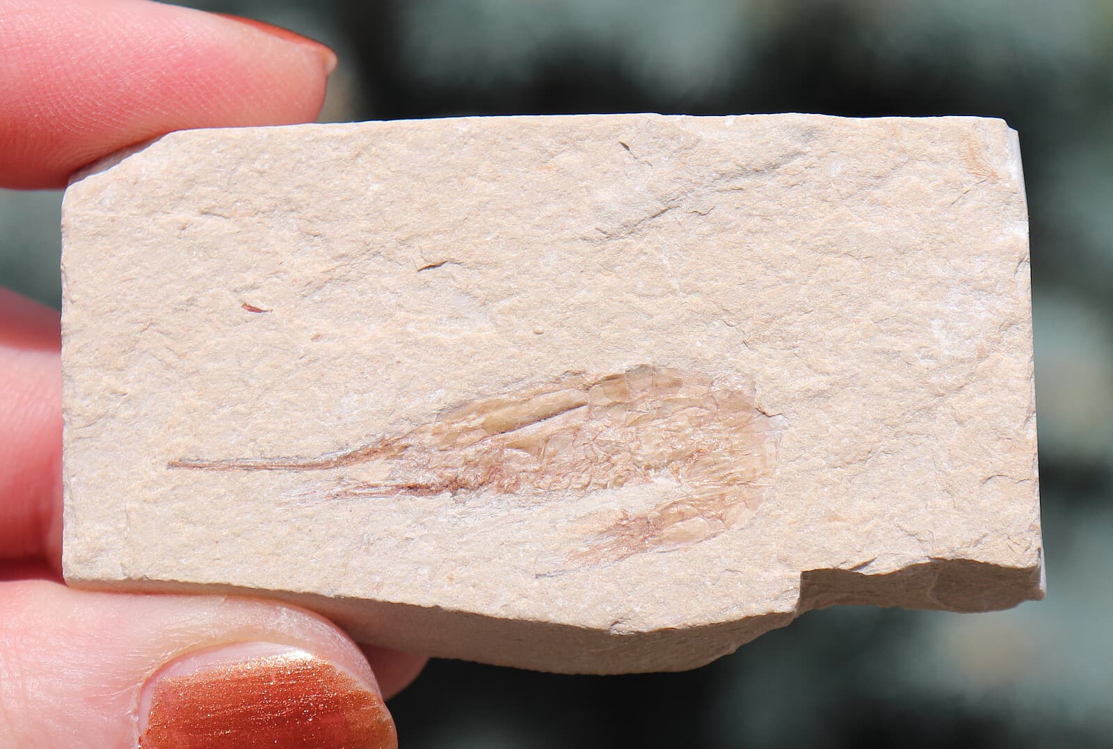 Fossil Shrimp From Solnhofen Germany  150 MILLION YRS OLD 6.5 Cm's  JURASSIC 2