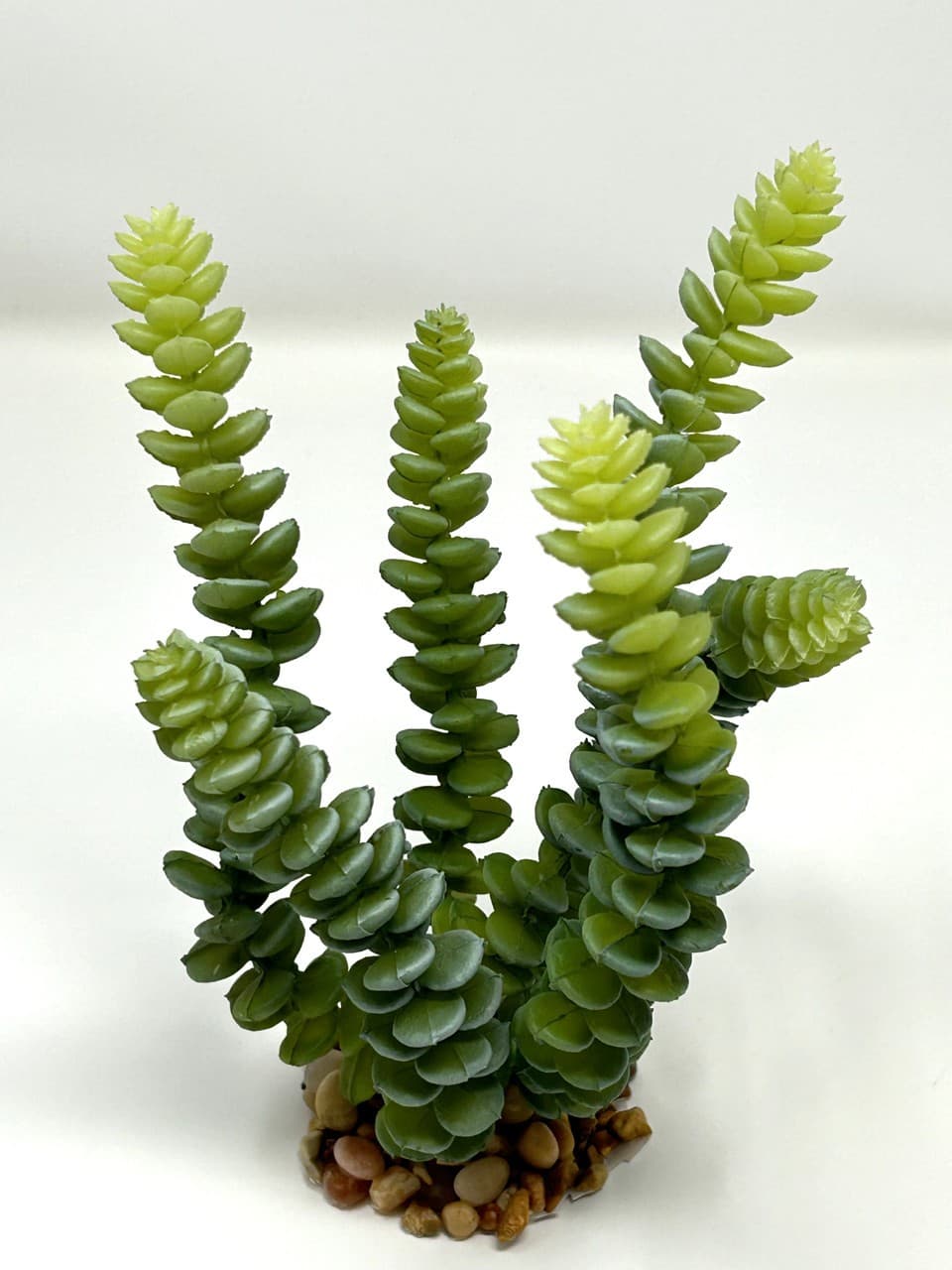 7" Gray-Green DONKEY Burro TAIL Sedum Succulent Aquarium or Dry Habitat soft pla 6