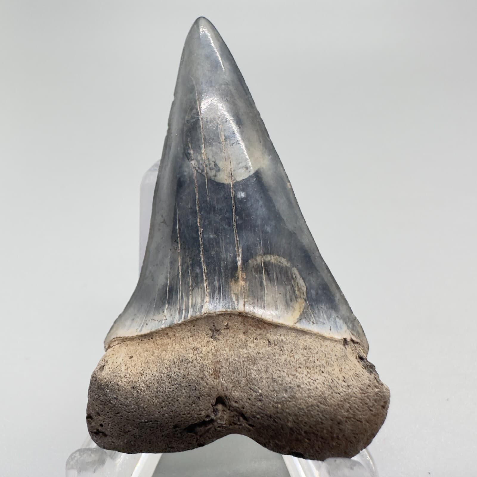 Colorful High Quality 1.99" Fossil EXTINCT MAKO Tooth - SC