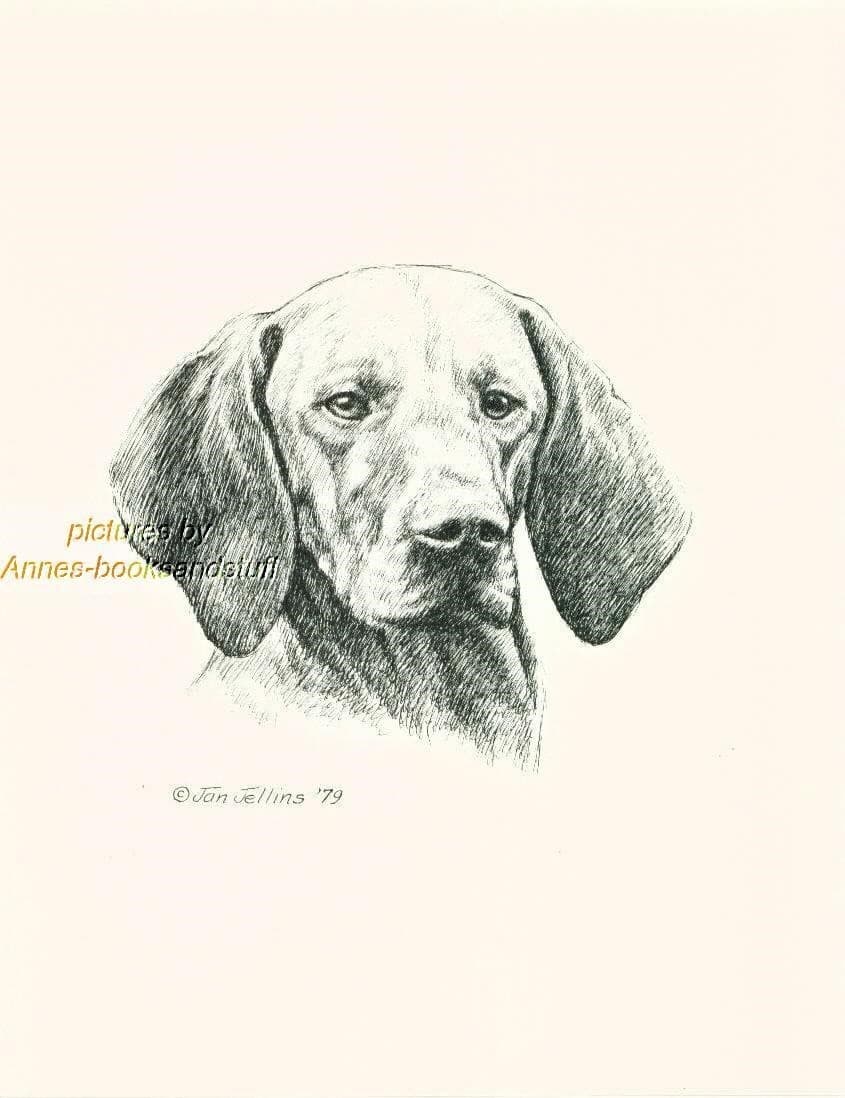 #193 VIZSLA  dog portrait art print * Pen and ink drawing * Jan Jellins